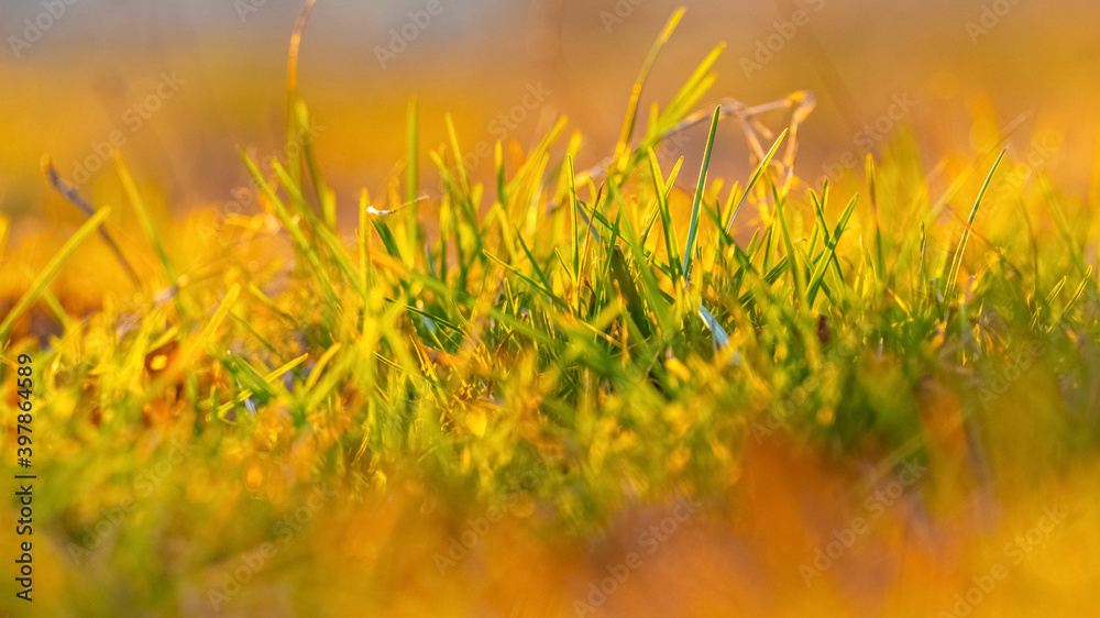 Background of thick grass during sunset, spring background