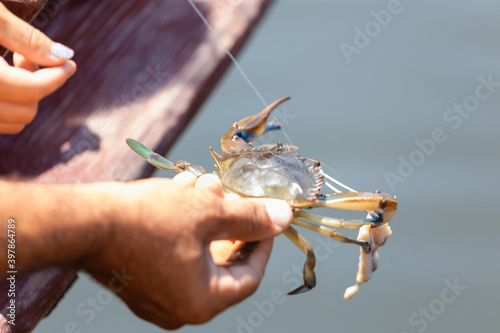 Man's hand holding a captured blue crab