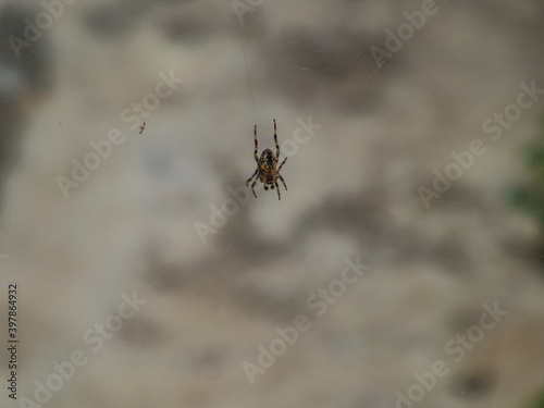 Spider in the center of a web