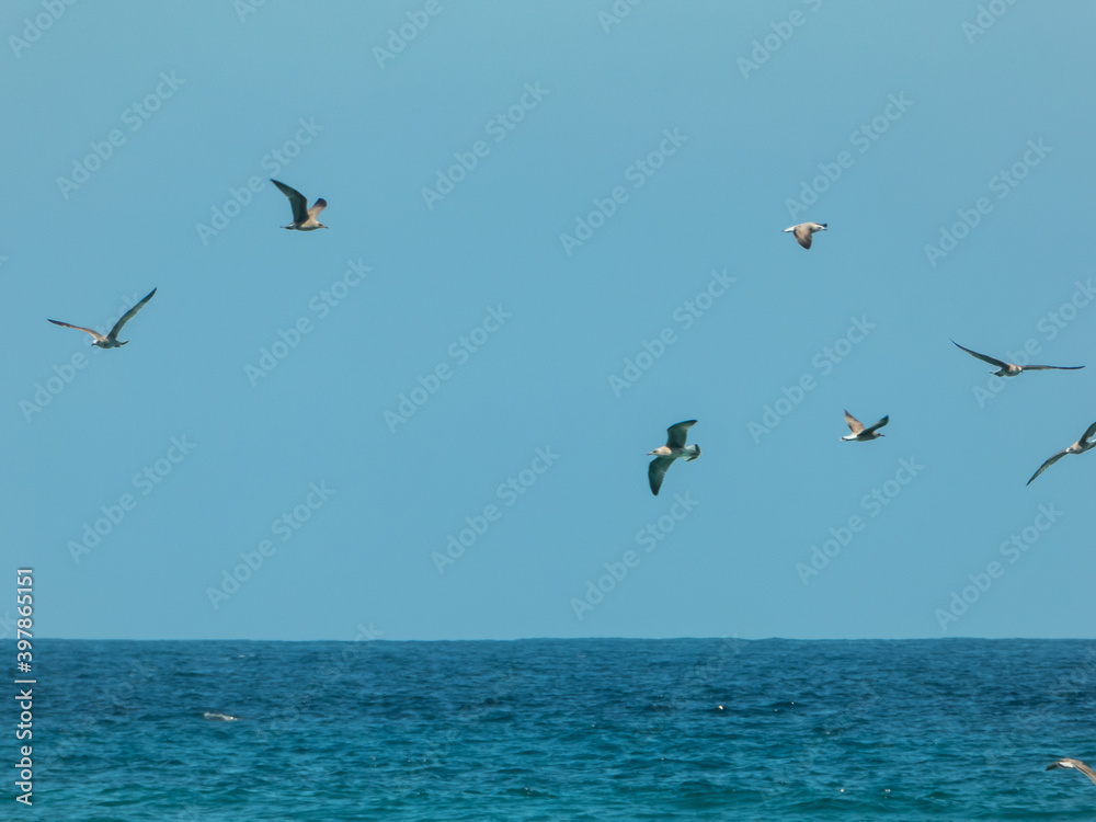 Group of gulls flying over the sea