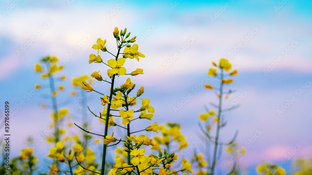 Yellow rapeseed flowers on a background of blue sky with a blurred background Yellow rapeseed flowers on a background of blue sky with a blurred background