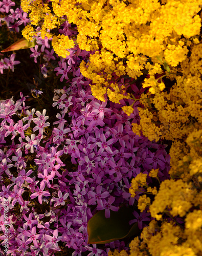 flores amarillas y violetas formando un lindo fondo