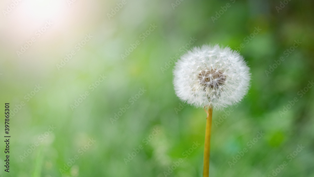 White dandelion among the green grass in sunny weather White dandelion among the green grass in sunny weather