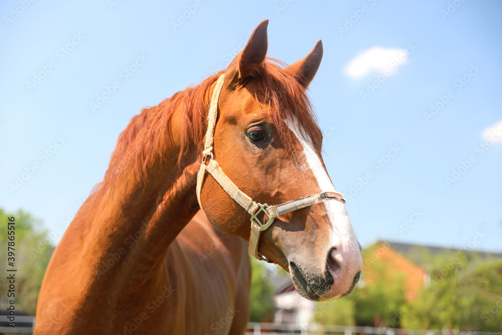Obraz premium Chestnut horse outdoors on sunny day. Beautiful pet
