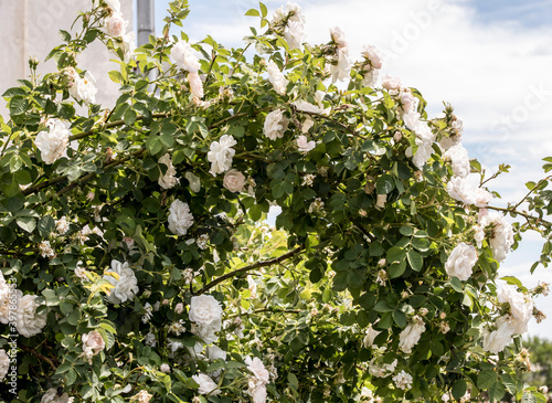 Bush of white roses in early summer