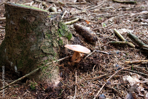 Pilze im Wald 