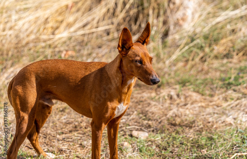 hunting dog podenco in the field