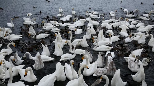 Wild whooper swans feeding on lake Svetloye in the Altai territory in winter, Russia