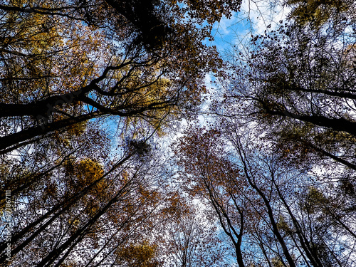 Autumn trees against blue sky.