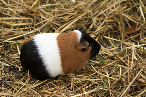 tri-colored guinea pig eating, pet in the hay