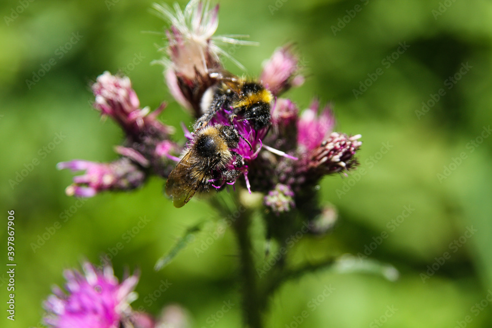 bee on flower, Lavender, insects dust flowers bee on flower, Lavender, insects dust flowers