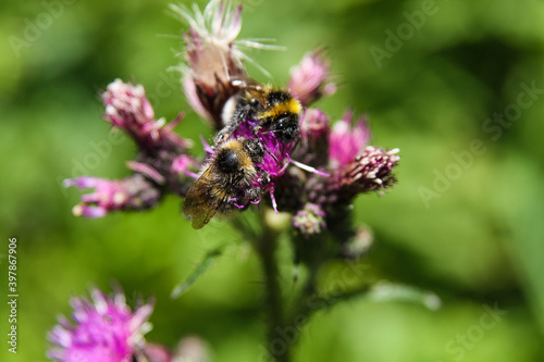 bee on flower, Lavender, insects dust flowers © Salvati Photography