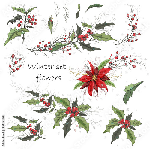 A set of winter flowers (poinsettia, Holly) isolated on a white background. realistic hand-drawn bouquets with water drops. decorations for seasonal cards, posters, and advertising. Vintage style