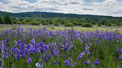 Growth of the protected Siberian cube (Iris sibirica) in the Padrťské rybníky locality in the Brdy Protected Landscape Area (CHKO Brdy)
