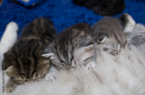 little beautiful and fluffy kittens of the British breed drink milk from their mother. newborn kittens are eating Breakfast.