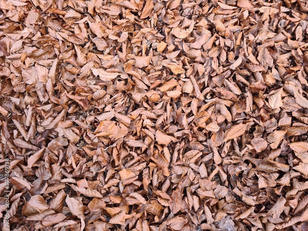 brown background nature autumn leaf forest leaf brown background nature autumn leaf forest leaf