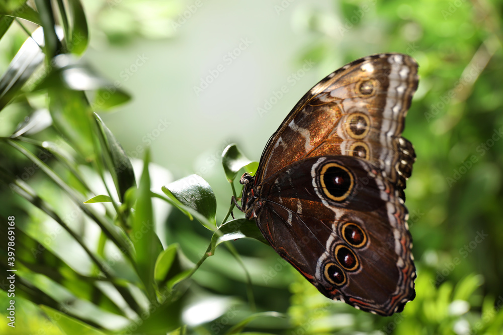 Naklejka premium Beautiful common morpho butterfly on green plant in garden