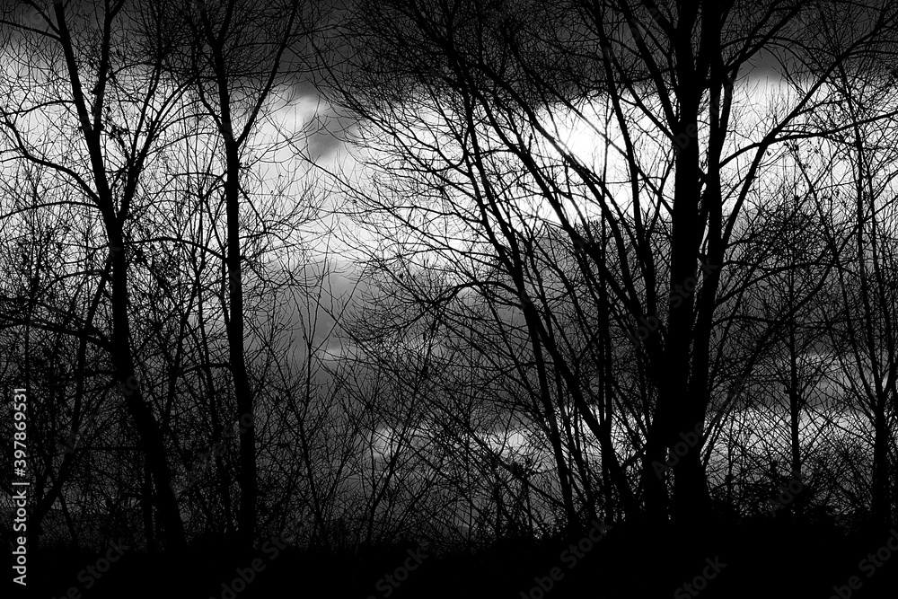 black and white silhouette of trees and sky in winter