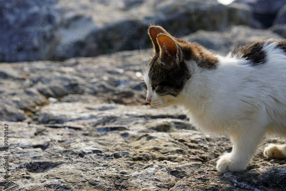 Fototapeta premium Cute and beautiful kitten walking alone on rocks- Side view