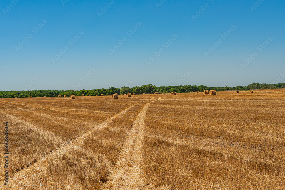 Mown wheat field with straw rolls