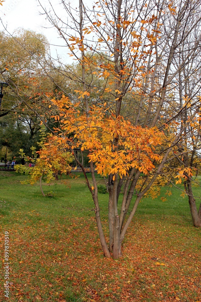 Naklejka premium Autumn park with yellow foliage