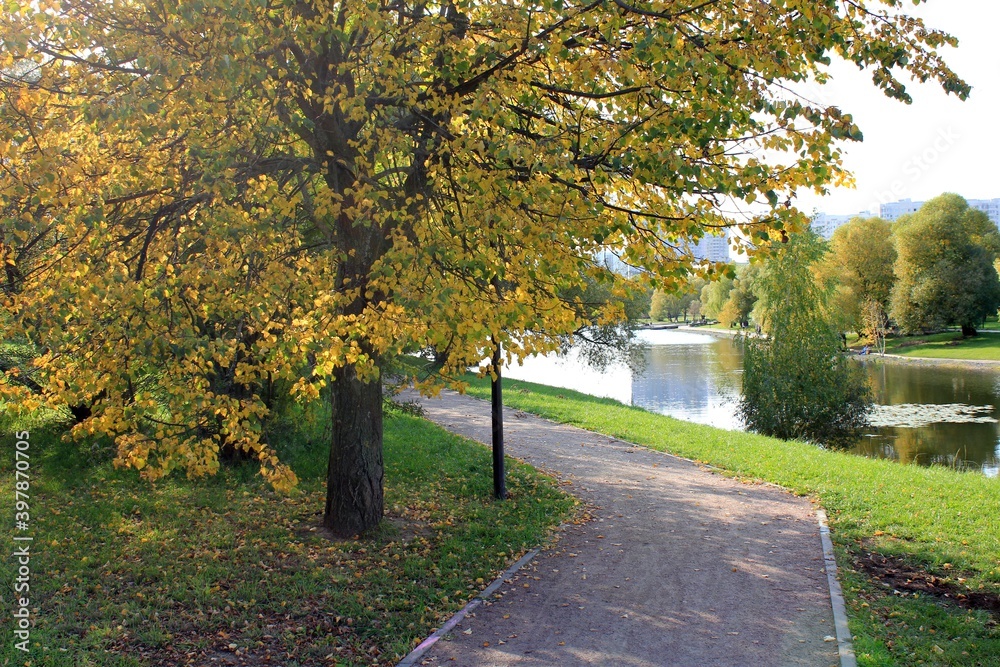 Naklejka premium Autumn park with yellow foliage