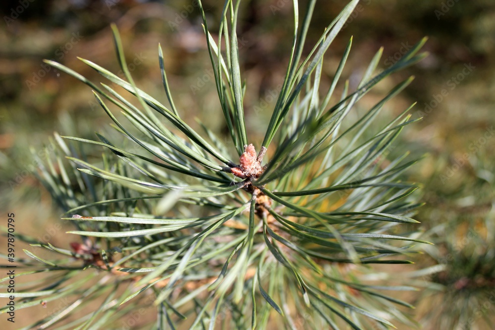 Close-up photo of a beautiful spruce branch Close-up photo of a beautiful spruce branch