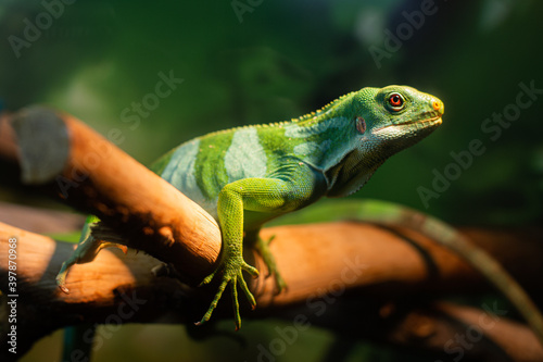 Iguana on a branch