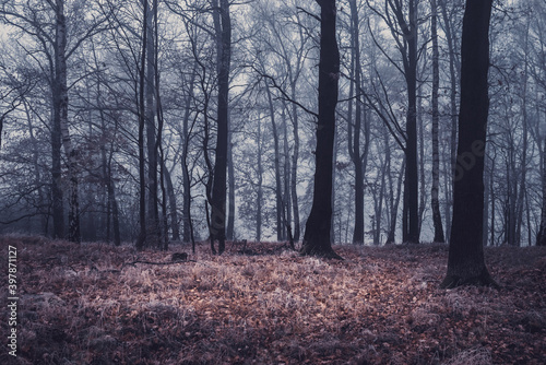 autumn forest, tree trunks in the fog, dry weather
