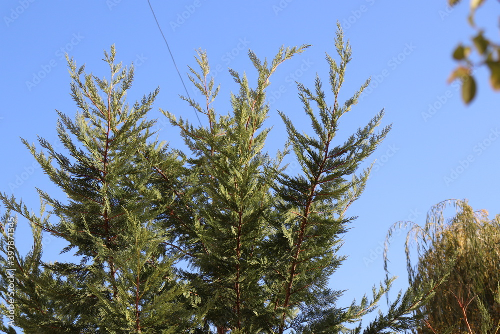 pine tree branches against sky pine tree branches against sky