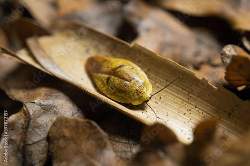 Porcelain Roach Gyna lurida "Yellow"