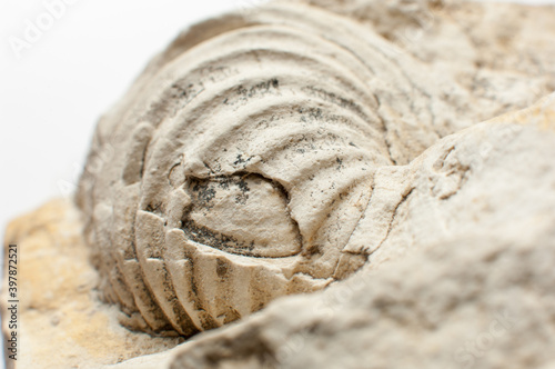 Close up of a fossilized shell embedded in the rock