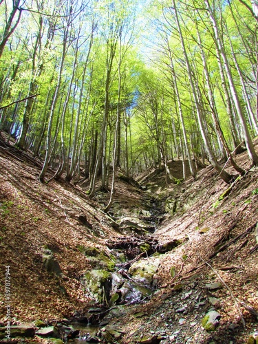 Stream flowing through beech forest in spring