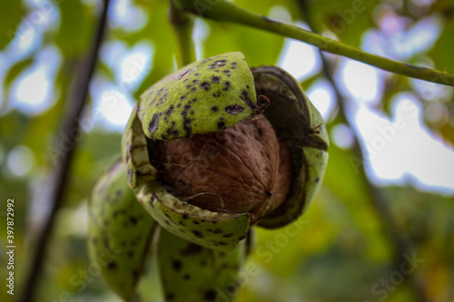 Ripe walnut on a branch. Harvest time. photo