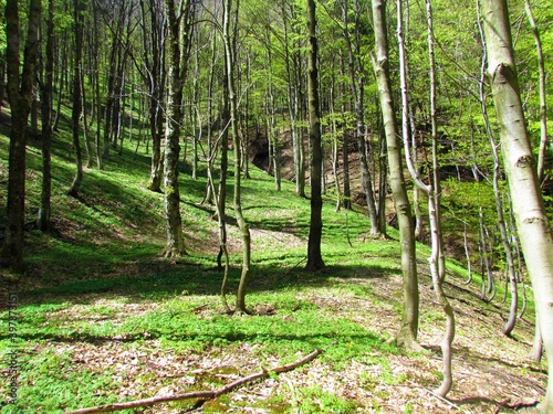 beech forest in spring with lush herbaceous vegetation in spring
