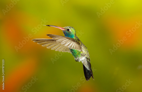 Female Broad-billed Hummingbird flying