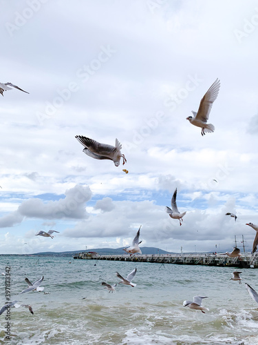 Seagull catches bread in flight