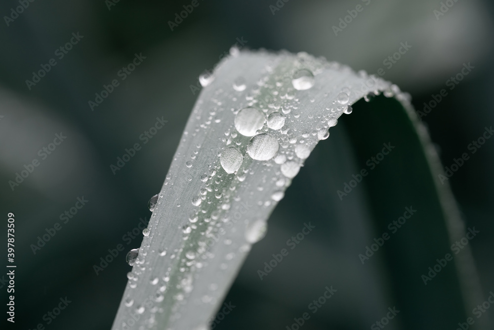 Large drops of rain on a leek leaf. Large drops of rain on a leek leaf.