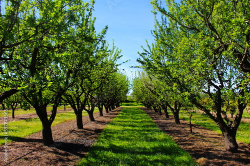 Foto Orchard in the spring before almond blossoms
