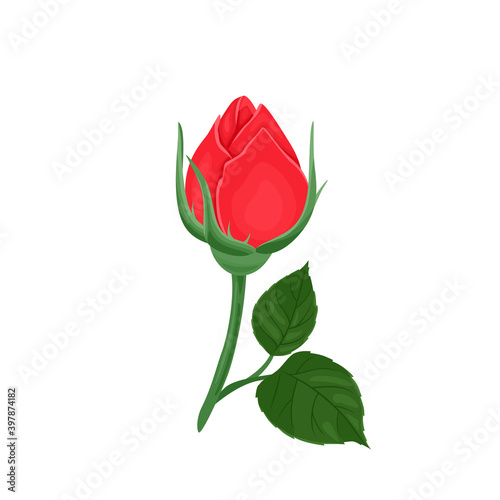 Unopened red rose bud isolated on white background. Vector illustration of a beautiful flower and green leaves in cartoon flat style.