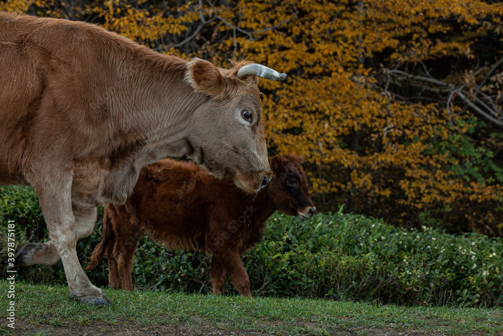 Cow with calf on the background of tea bushes and autumn forest Cow with calf on the background of tea bushes and autumn forest