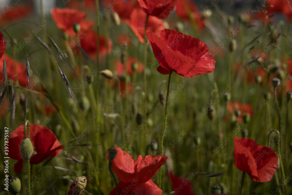 Fototapeta premium Poppies 
