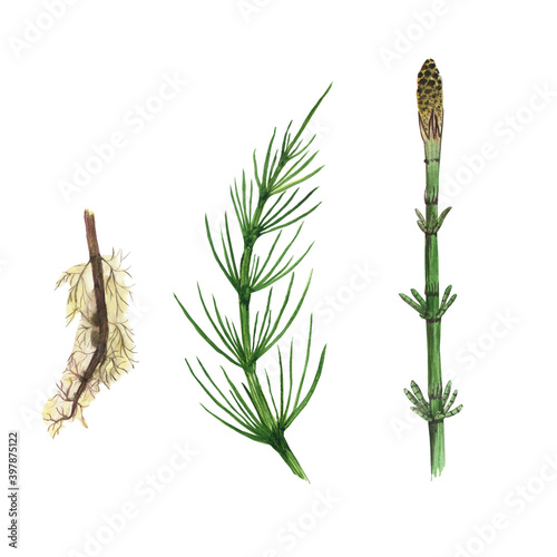 Set horsetail branch and root isolated on white background. Watercolor hand drawing illustration. Perfect for card, print, medical or cosmetic poster. Herbal design.