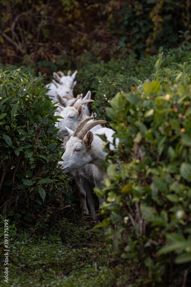 a herd of goats on a tea plantation a herd of goats on a tea plantation