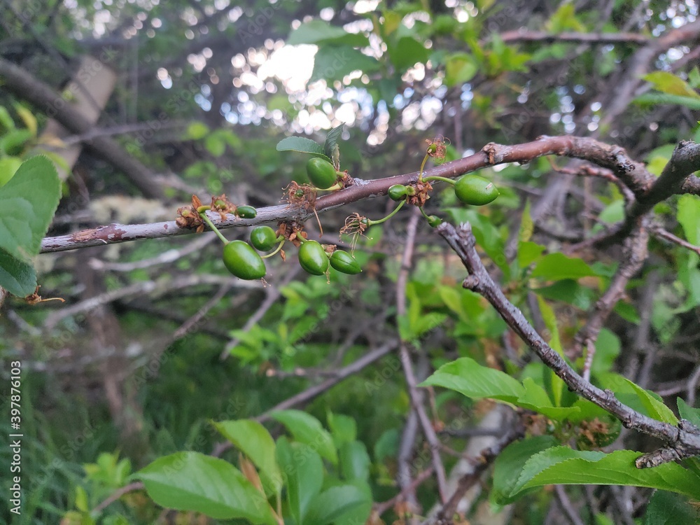 ants on a branch ants on a branch
