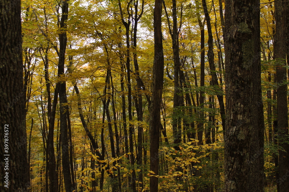 Paisaje otoñal Octubre WV USA