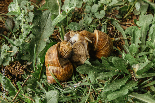 A pair of snails in the garden. Spring animal love. Snail with brown striped shell close-up gliding on green leaves. Breeding animals. Slow speed animals in the nature