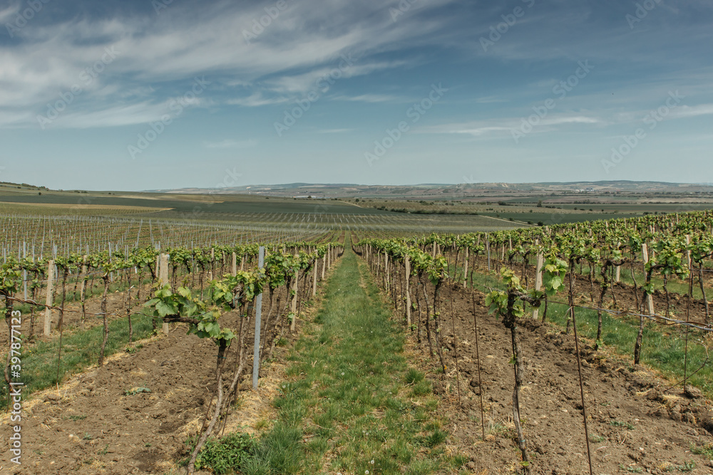 Vineyards, Palava region, South Moravia, Czech Republic.Spring rural landscape of nature with blossoming trees on the green hills.Nature background. Panoramic view of a vineyard