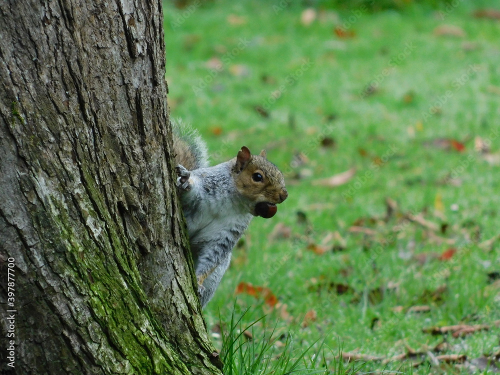 Obraz premium Squirrel life