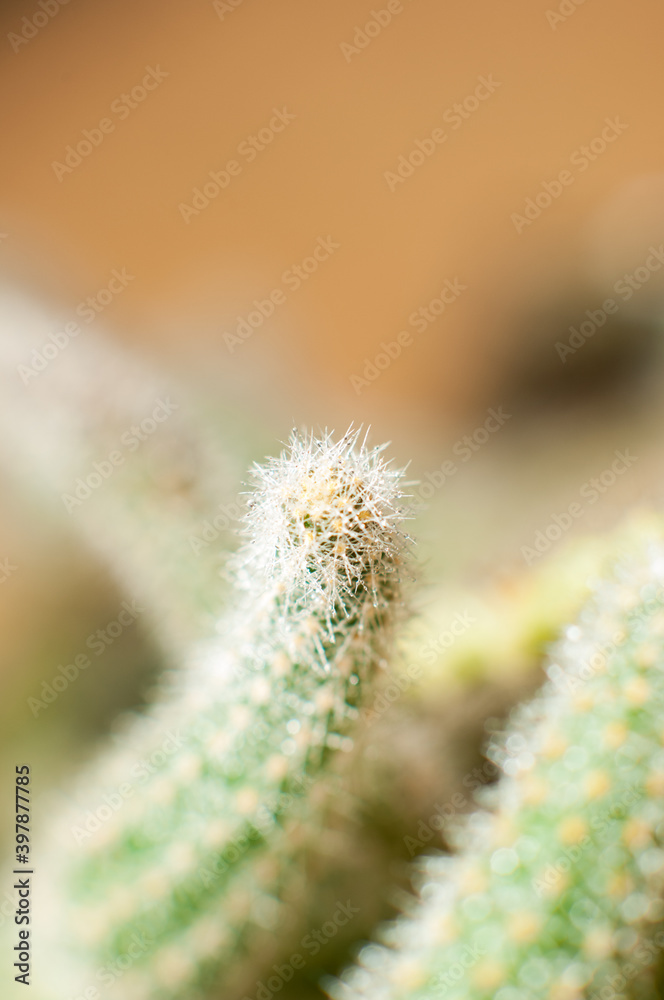 Obraz premium Decorative cactus